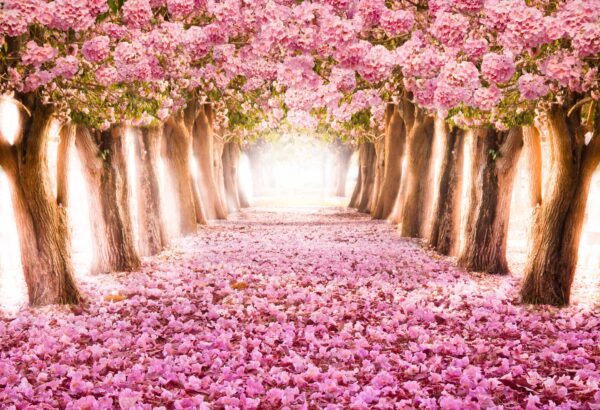 Cherry Blossom Pink Stretch Canvas Print High Quality Wall Arts - Ready To Hang - Image 2