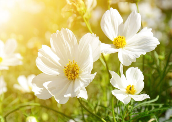 Flowers Sunset Stretch Canvas High Quality Wall Arts - Ready To Hang - Image 2