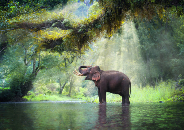 Elephant Stretch Canvas High Quality Wall Arts - Ready To Hang - Image 2