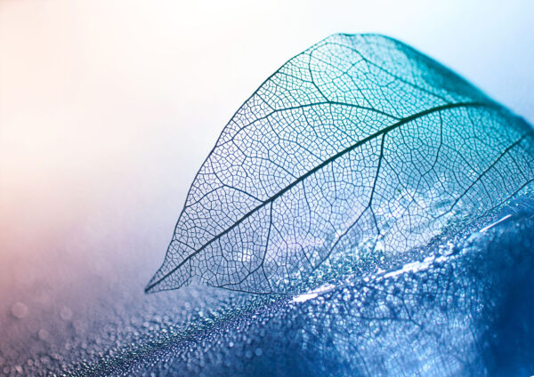 Abstract Blue Leaf  Stretch Canvas High Quality Wall Arts - Ready To Hang - Image 2
