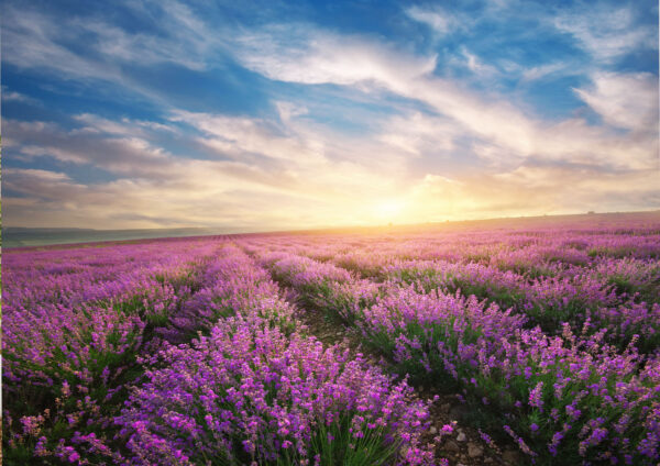 Lavender Field Sunset Stretch Canvas High Quality Wall Arts - Ready To Hang - Image 2