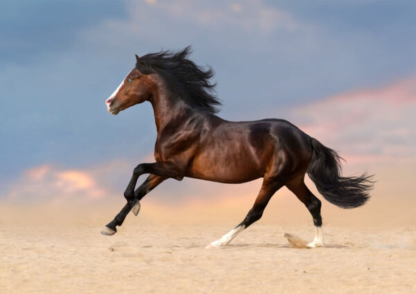 Running Horse Stretch Canvas High Quality Wall Arts - Ready To Hang - Image 2