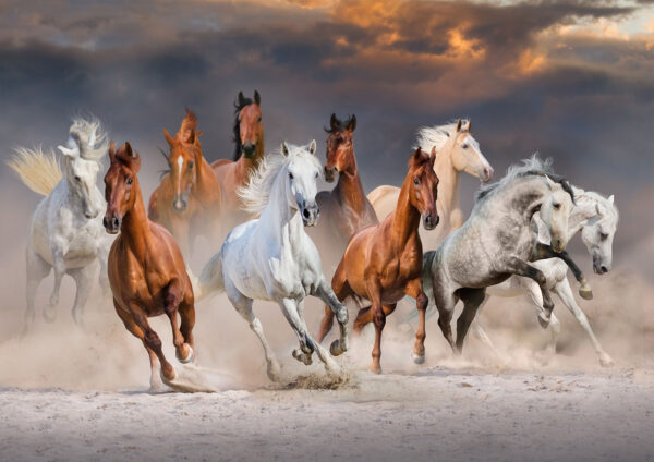 Running Horses Stretch Canvas High Quality Wall Arts - Ready To Hang - Image 2