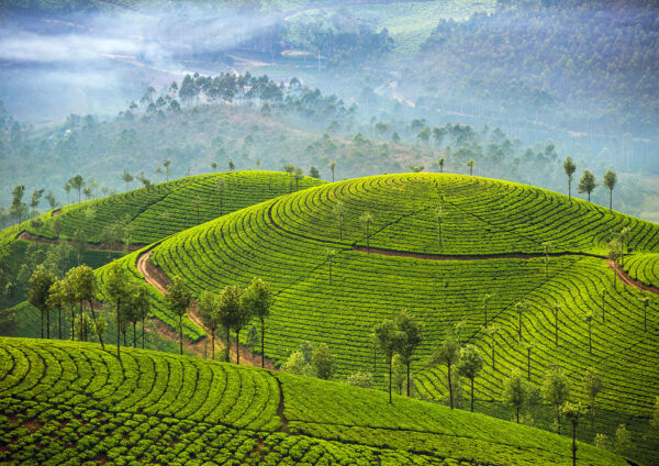 Green Field Stretch Canvas High Quality Wall Arts - Ready To Hang - Image 2