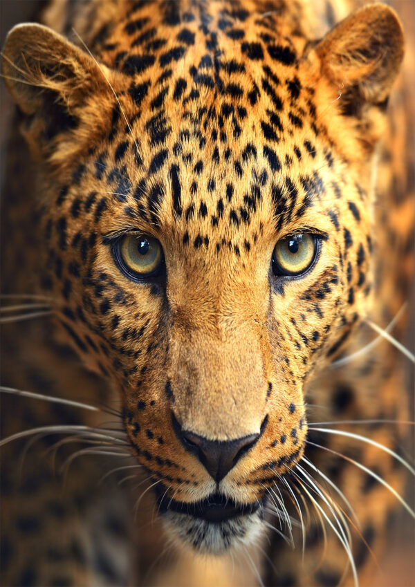 Leopard Photograph Stretch Canvas High Quality Wall Arts - Ready To Hang - Image 2