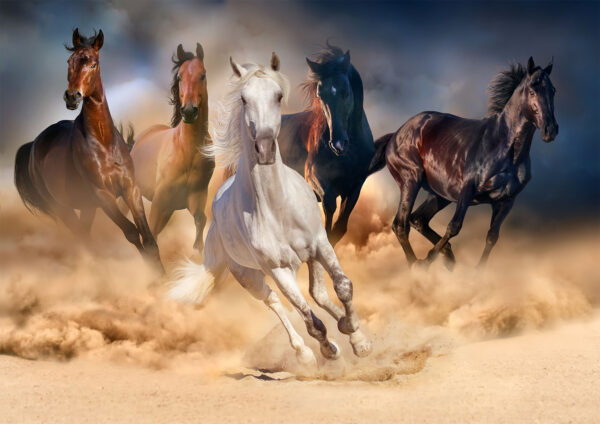 Heard Of Horses Painting Stretch Canvas High Quality Wall Arts - Ready To Hang - Image 2