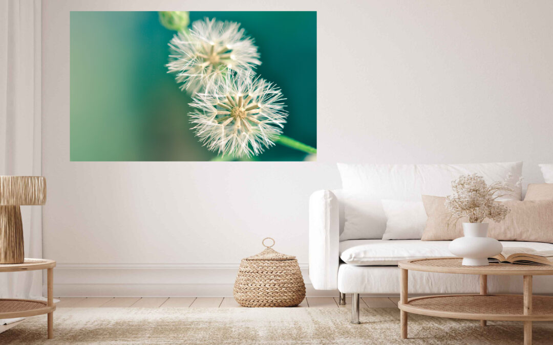 Dandelion Flowers Stretch Canvas High Quality Wall Arts – Ready To Hang
