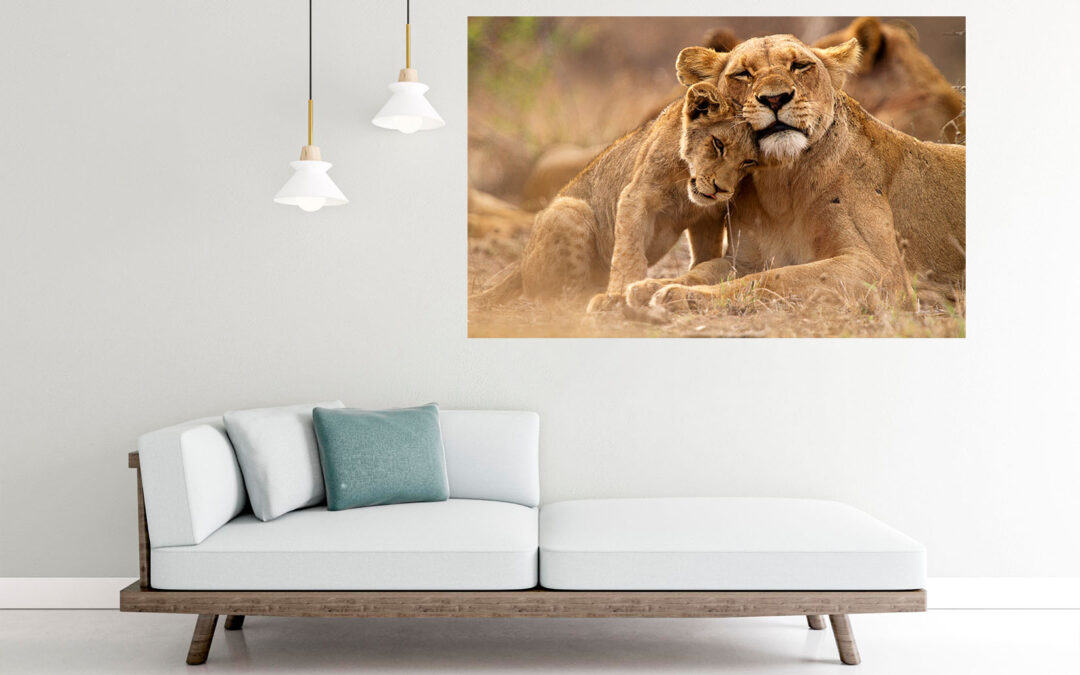 Lion Love Painting Stretch Canvas High Quality Wall Arts – Ready To Hang