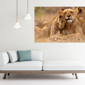 Lion Love Painting Stretch Canvas High Quality Wall Arts - Ready To Hang