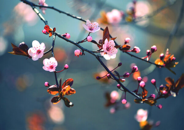 Floral Cherry Blossoms Pink Stretch Canvas High Quality Wall Arts - Ready To Hang - Image 2