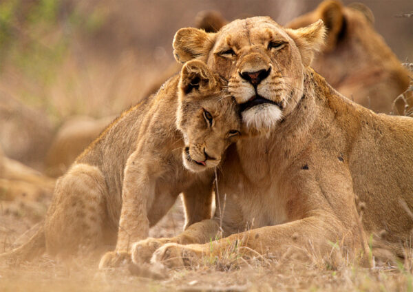 Lion Love Painting Stretch Canvas High Quality Wall Arts - Ready To Hang - Image 2