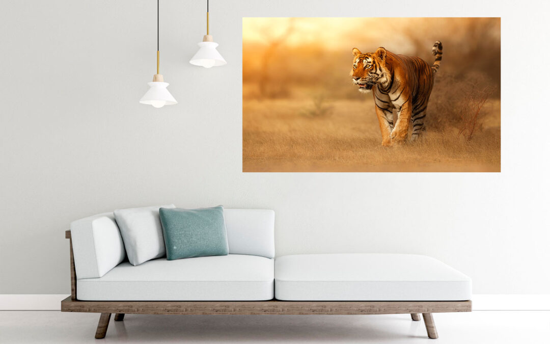 Tiger Walking Photograph Stretch Canvas High Quality Wall Arts – Ready To Hang