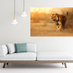 Tiger Walking Photograph Stretch Canvas High Quality Wall Arts - Ready To Hang