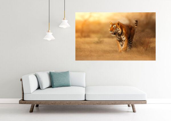 Tiger Walking Photograph Stretch Canvas High Quality Wall Arts - Ready To Hang