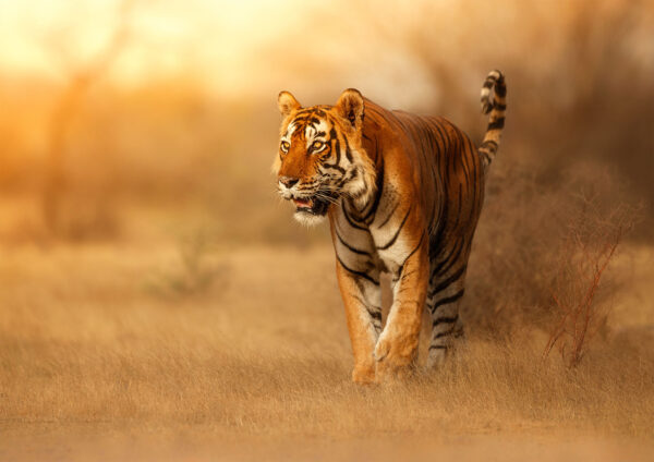 Tiger Walking Photograph Stretch Canvas High Quality Wall Arts - Ready To Hang - Image 2