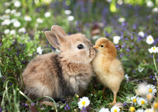 Rabbit & Bird Photograph Stretch Canvas High Quality Wall Arts - Ready To Hang - Image 2