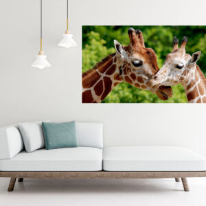 Giraffes Love Stretch Canvas High Quality Wall Arts - Ready To Hang