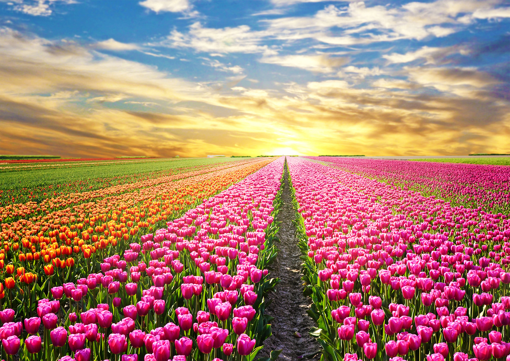 Tulips Field Scenery Sunrise Stretch Canvas High Quality Wall Arts - Ready To Hang - Image 2