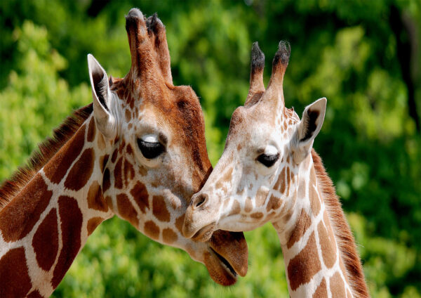 Giraffes Love Stretch Canvas High Quality Wall Arts - Ready To Hang - Image 2