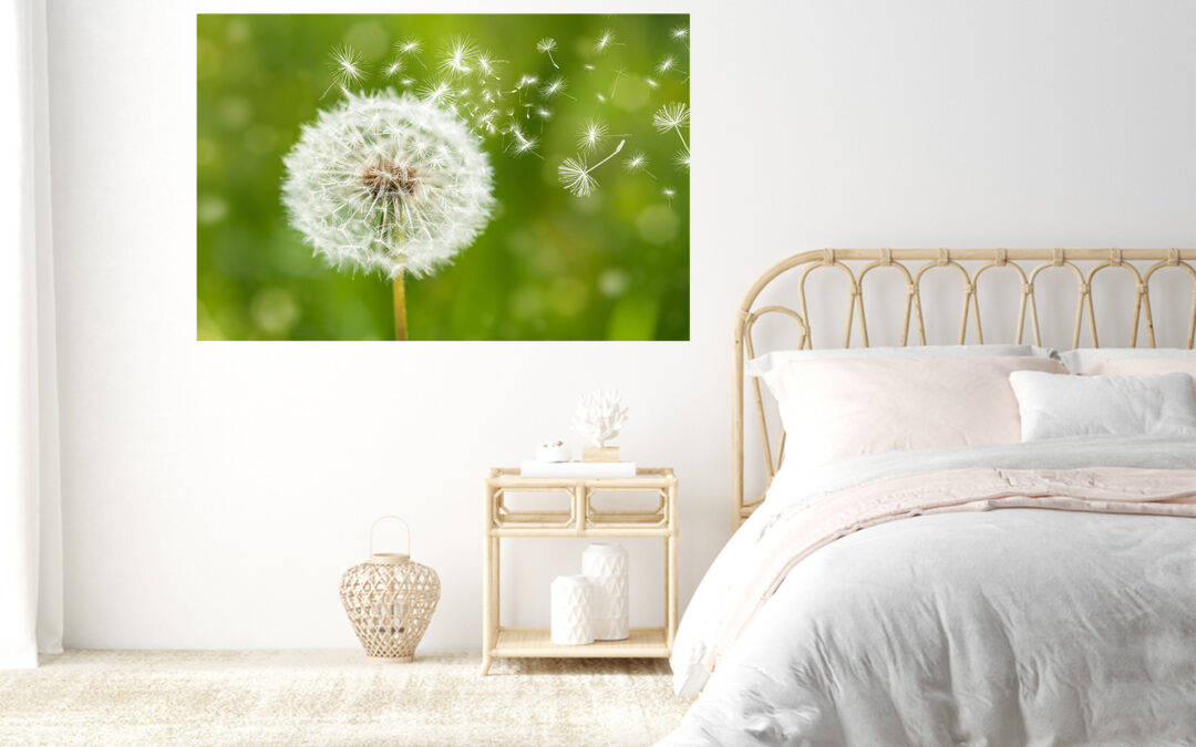 Dandelion Flower Stretch Canvas High Quality Wall Arts – Ready To Hang