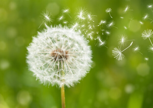 Dandelion Flower Stretch Canvas High Quality Wall Arts - Ready To Hang - Image 2