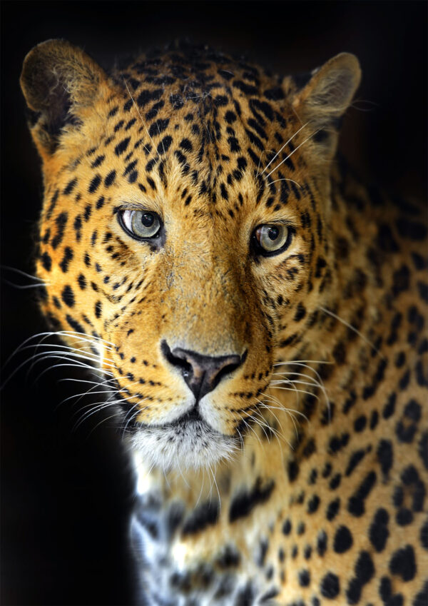 Leopard Portrait Stretch Canvas High Quality Wall Arts - Ready To Hang - Image 2