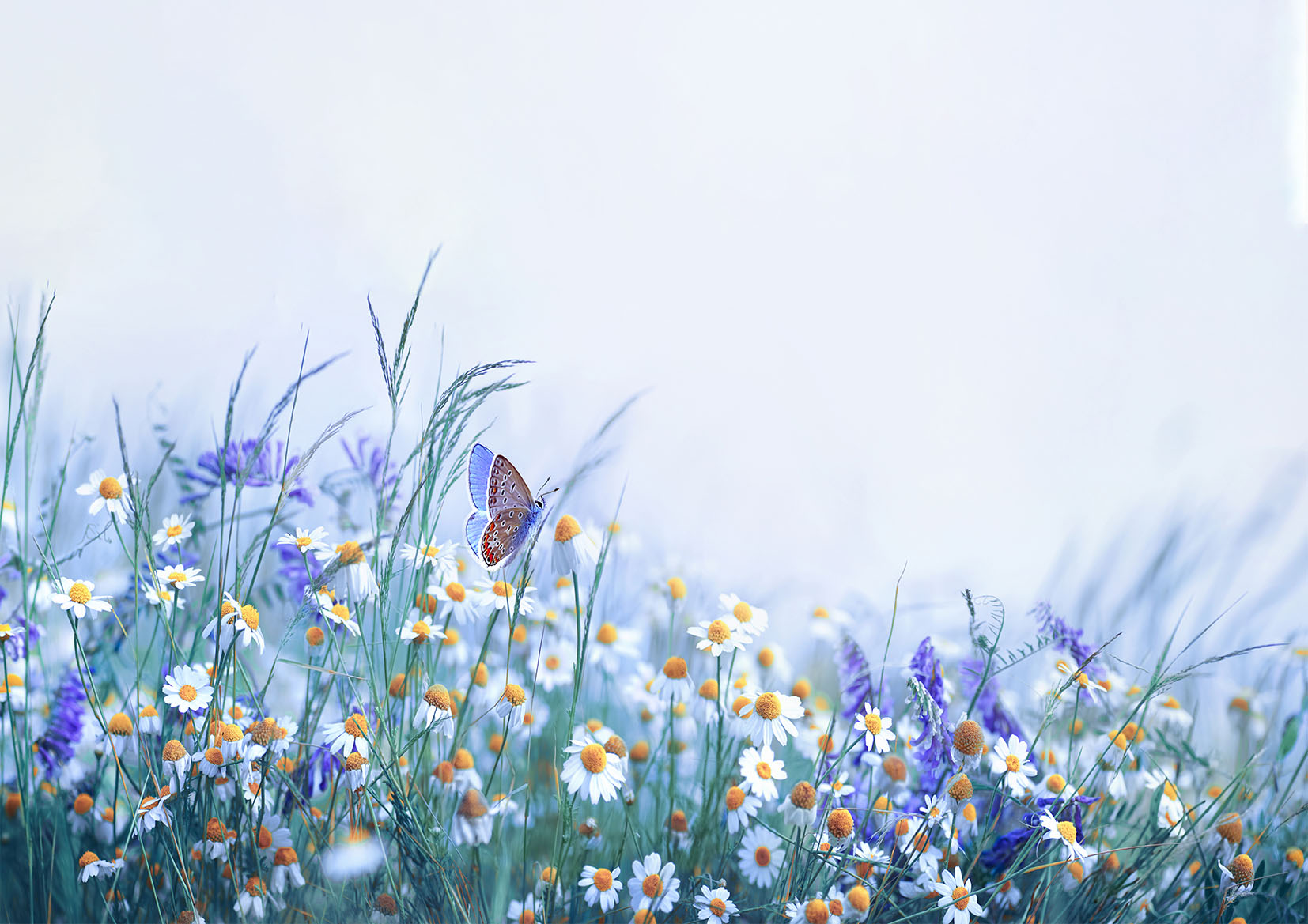 Beautiful Flowers & Butterfly Painting Stretch Canvas High Quality Wall Arts - Ready To Hang - Image 2