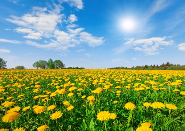 Yellow Flowers Field Blue Sky Stretch Canvas High Quality Wall Arts - Ready To Hang - Image 2