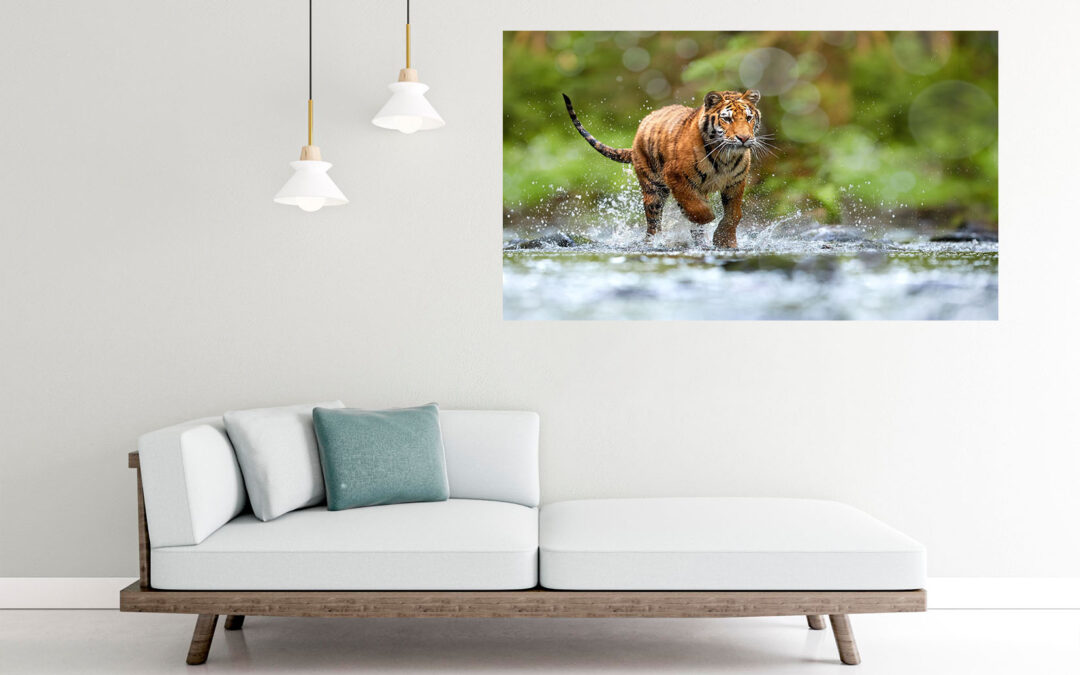 Tiger Running Photograph Stretch Canvas High Quality Wall Arts – Ready To Hang