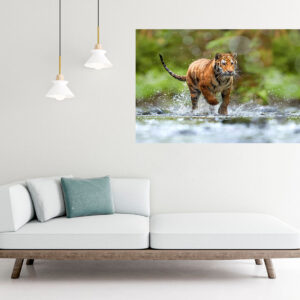 Tiger Running Photograph Stretch Canvas High Quality Wall Arts - Ready To Hang