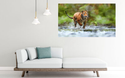 Tiger Running Photograph Stretch Canvas High Quality Wall Arts – Ready To Hang
