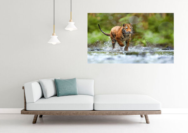 Tiger Running Photograph Stretch Canvas High Quality Wall Arts - Ready To Hang