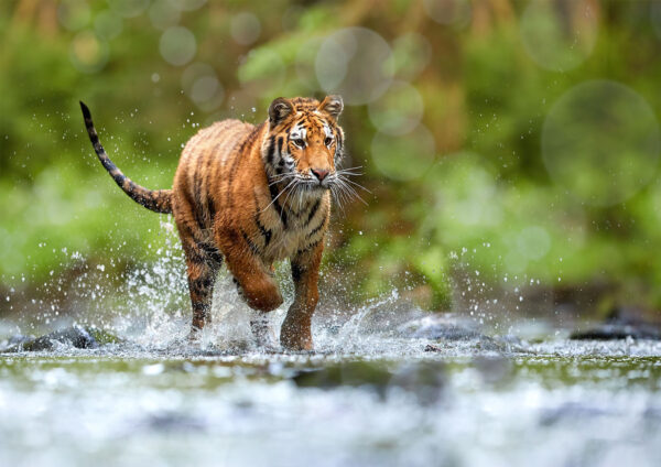 Tiger Running Photograph Stretch Canvas High Quality Wall Arts - Ready To Hang - Image 2