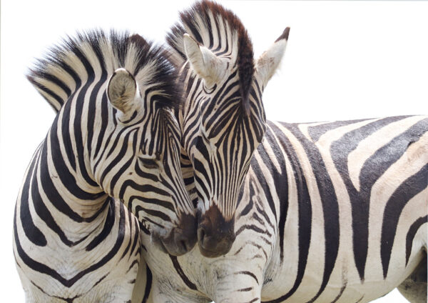 Zebras Love Painting Stretch Canvas High Quality Wall Arts - Ready To Hang - Image 2