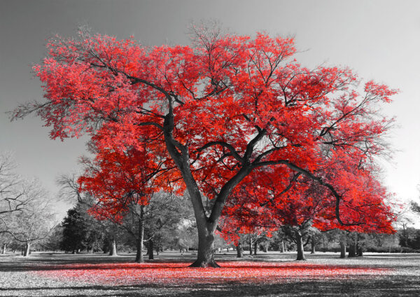 Red Tree Stretch Canvas High Quality Wall Arts - Ready To Hang - Image 2
