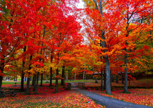 Red Trees Scenery Stretch Canvas High Quality Wall Arts - Ready To Hang - Image 2