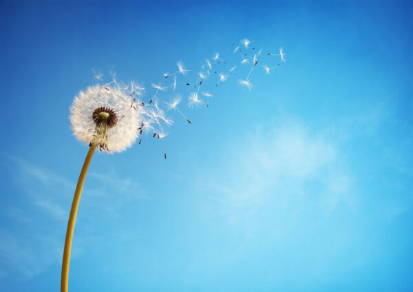 Dandelion Flower Stretch Canvas High Quality Wall Arts - Ready To Hang - Image 2