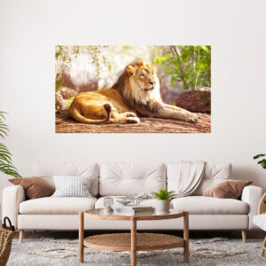 Lion Photograph Stretch Canvas High Quality Wall Arts - Ready To Hang