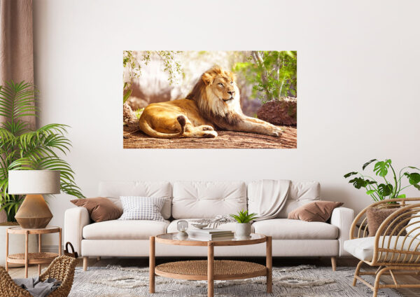 Lion Photograph Stretch Canvas High Quality Wall Arts - Ready To Hang