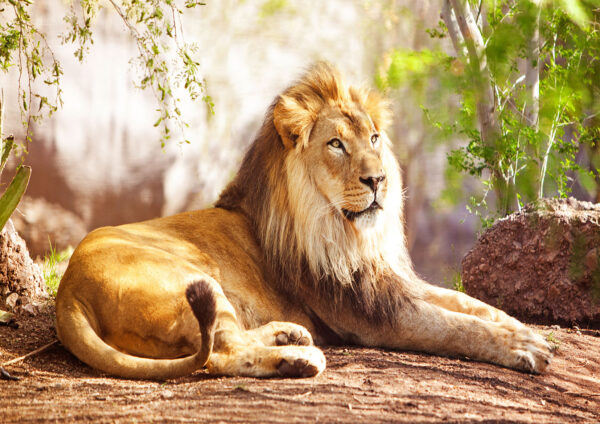 Lion Photograph Stretch Canvas High Quality Wall Arts - Ready To Hang - Image 2