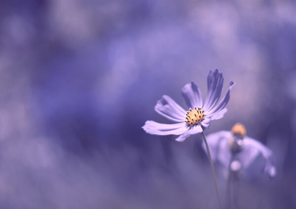 Purple Flower Painting Stretch Canvas High Quality Wall Arts - Ready To Hang (Copy) - Image 2
