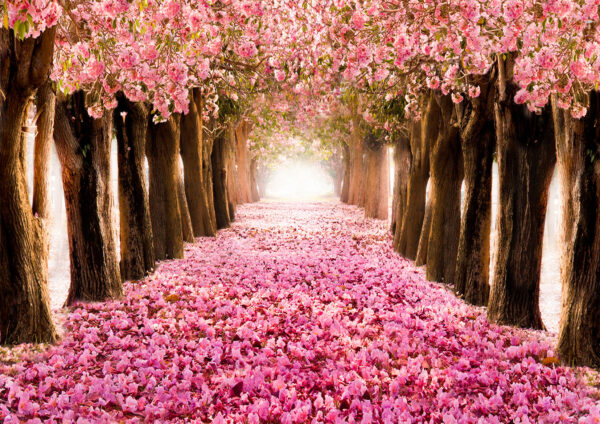 Cherry Blossom Painting Stretch Canvas High Quality Wall Arts - Ready To Hang - Image 2