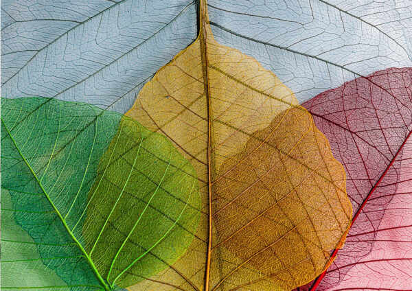 Abstract Leaves Design Painting Stretch Canvas High Quality Wall Arts - Ready To Hang - Image 2