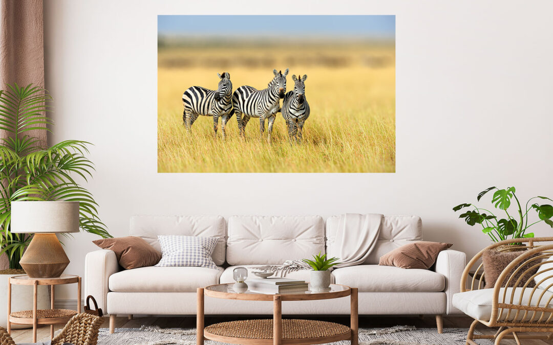 Zebras Photograph Stretch Canvas High Quality Wall Arts – Ready To Hang