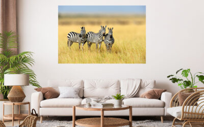 Zebras Photograph Stretch Canvas High Quality Wall Arts – Ready To Hang