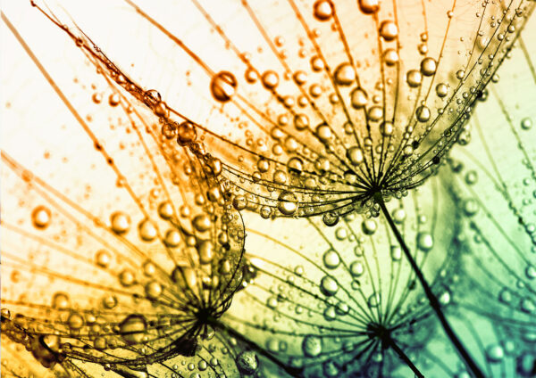 Abstract Flowers With Dew Drops Painting Stretch Canvas High Quality Wall Arts - Ready To Hang - Image 2