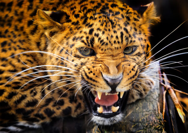 Leopard Roaring Stretch Canvas High Quality Wall Arts - Ready To Hang - Image 2
