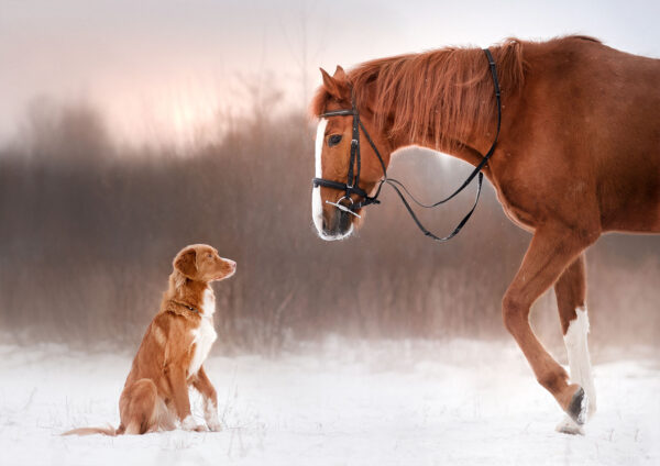 Beautiful Horse & Dog Painting Stretch Canvas High Quality Wall Arts - Ready To Hang - Image 2