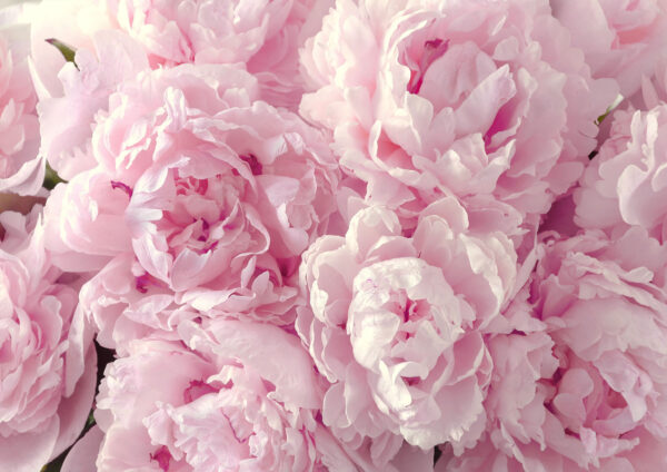 Beautiful Pink Floral Design Painting Stretch Canvas High Quality Wall Arts - Ready To Hang - Image 2